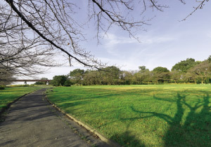 荒川河川敷にある水と緑に包まれた大型公園さくら草公園