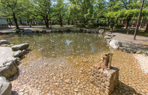 緑につつまれた憩いの空間 (2)中央森林公園