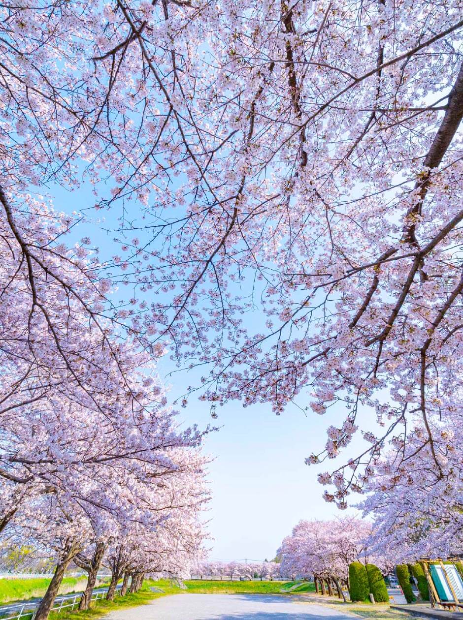 桜が咲く道
