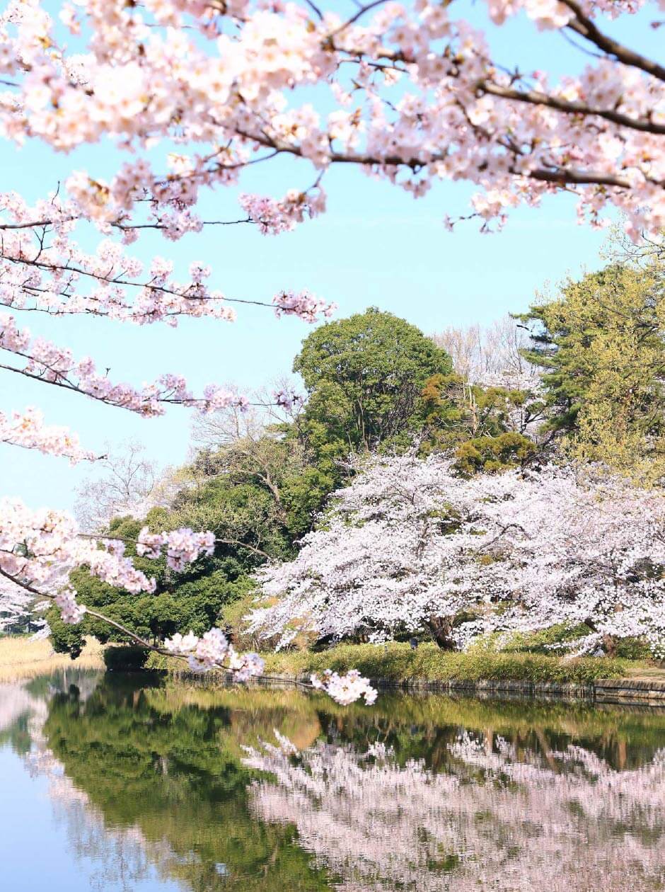 川と桜