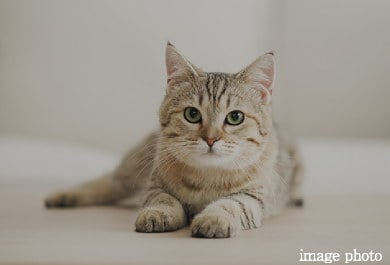 ペット飼育可能