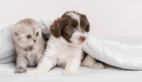 ペット可マンション