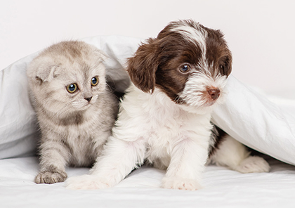 ペット足洗い場