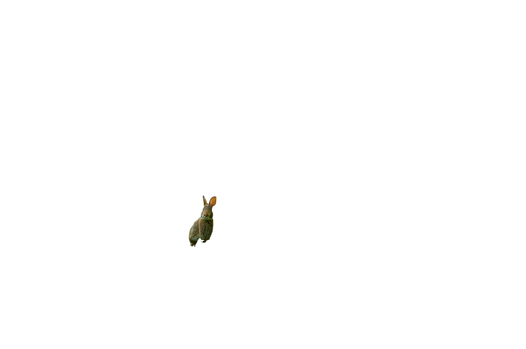 トキプライム