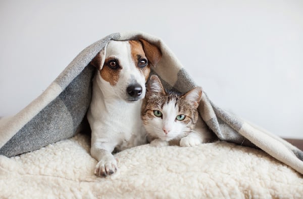 ペット可マンション