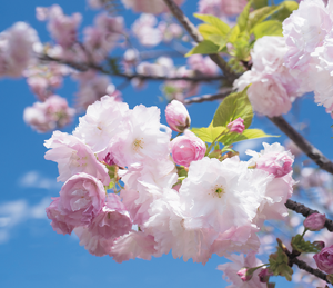 高崎自然の森