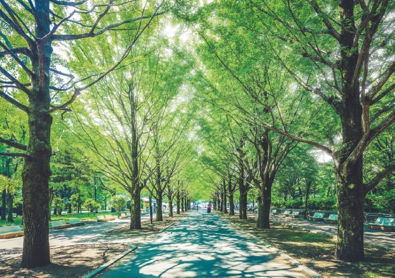 光が丘公園