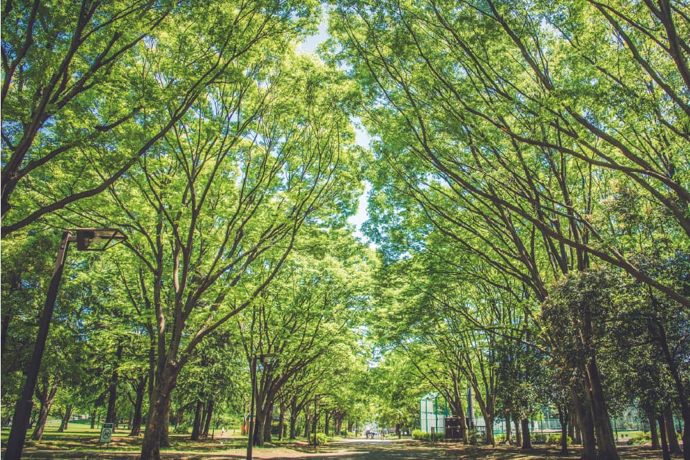 光が丘公園