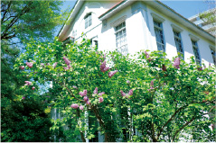10.北海道大学植物園
