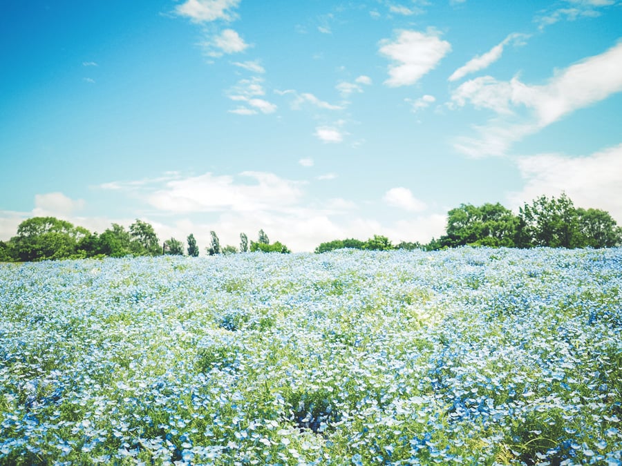 サッポロさとらんど