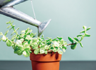 植物に水を注ぐ写真