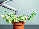 植物に水を注ぐ写真